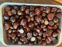 'Bob Stehli's Hiram Orchard Select' Chestnut Seeds