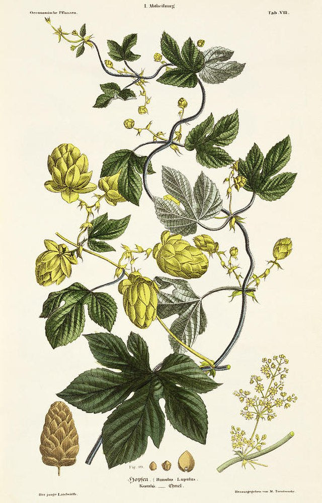hop plant seeds for sale Hops – Experimental Farm Network Seed Store