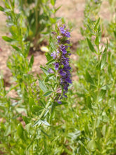 Hyssop