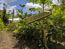 Jack Bean (Canavalia)