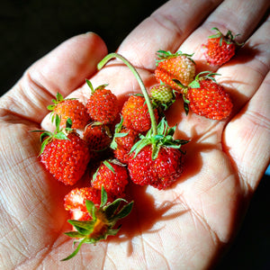little scarlet strawberry seeds Wild Strawberry (Virginia Strawberry) – Experimental Farm Network Seed Store