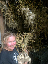 'Bloodnick's Carpathian' Hardneck Seed Garlic
