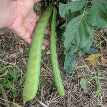 Jack Bean (Canavalia)