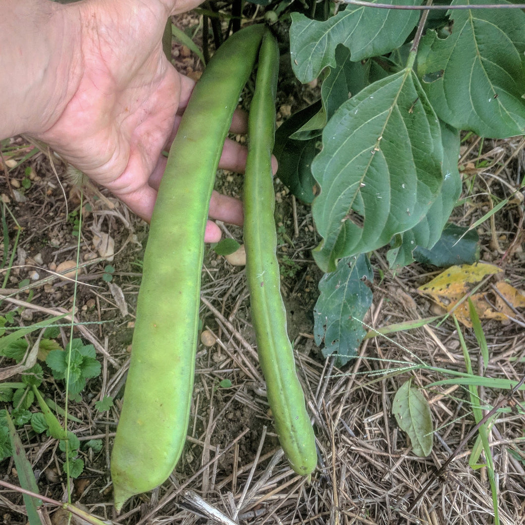 Jack Bean (Canavalia) – Experimental Farm Network Seed Store