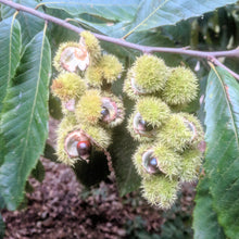 Clements Nursery Allegheny Chinquapin Chestnut Seeds