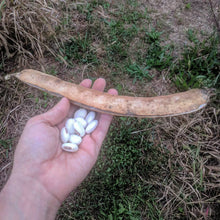 Jack Bean (Canavalia)