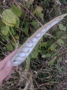 Jack Bean (Canavalia) – Experimental Farm Network Seed Store