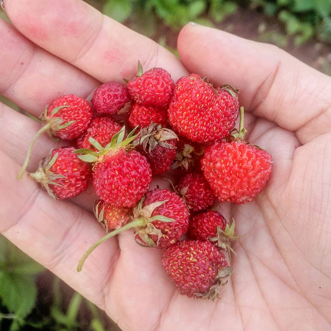 wild strawberry seeds for sale Holly City' Wild Strawberry – Experimental Farm Network Seed Store