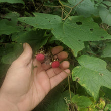 Purple-Flowering Raspberry (Eastern Thimbleberry)