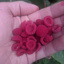 Purple-Flowering Raspberry (Eastern Thimbleberry)