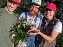 Hybrid Chinquapin Chestnut Seeds