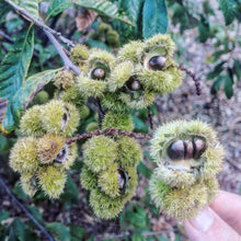 Clements Nursery Allegheny Chinquapin Chestnut Seeds