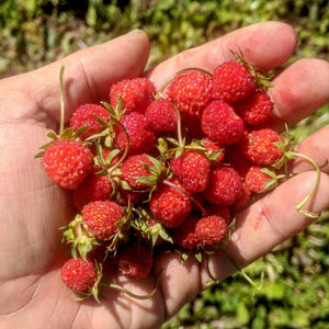 'Holly City' Wild Strawberry