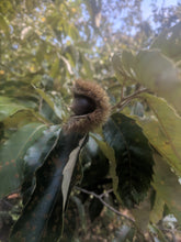 Hybrid Chinquapin Chestnut Seeds
