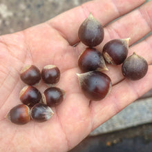 Hybrid Chinquapin Chestnut Seeds