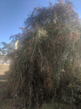Weeping Yaupon Holly (fresh berries)
