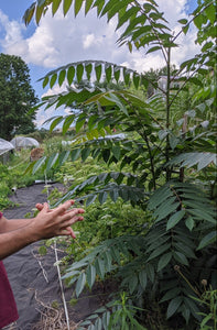 Chinese Toon Tree – Experimental Farm Network Seed Store