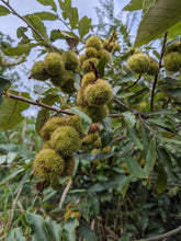 Hybrid Chinquapin Chestnut Seeds