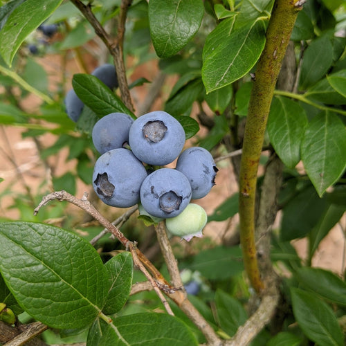 'Elliott' Blueberry