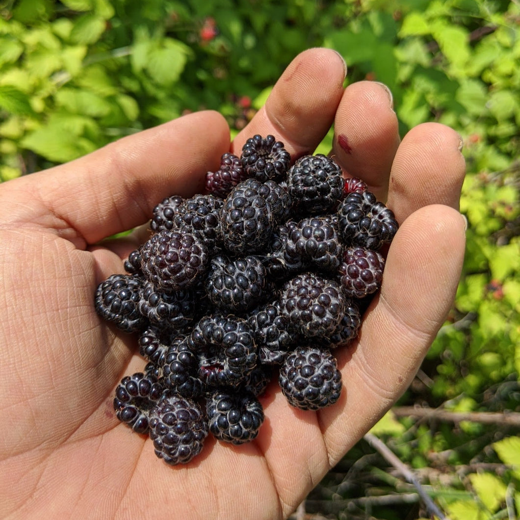 Pink Raspberry Seeds. Amazon Raspberry Seeds