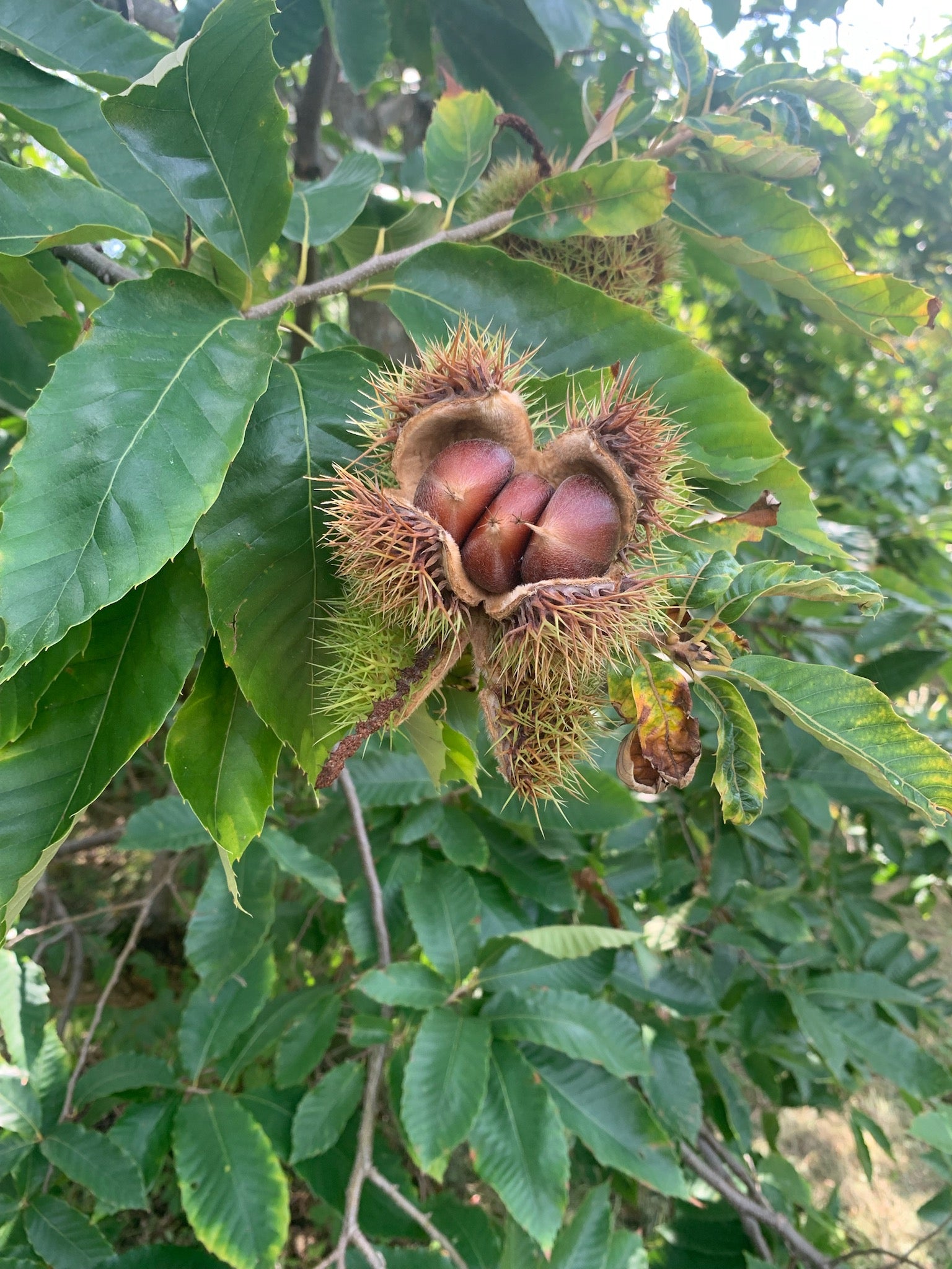 american chestnut seeds for planting Badgersett Chestnut SEEDS (March 2024 Shipping) – Experimental Farm Network Seed Store