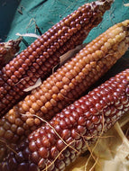 'Chapalote' Popcorn