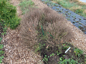 'Togolese' Hoary Basil