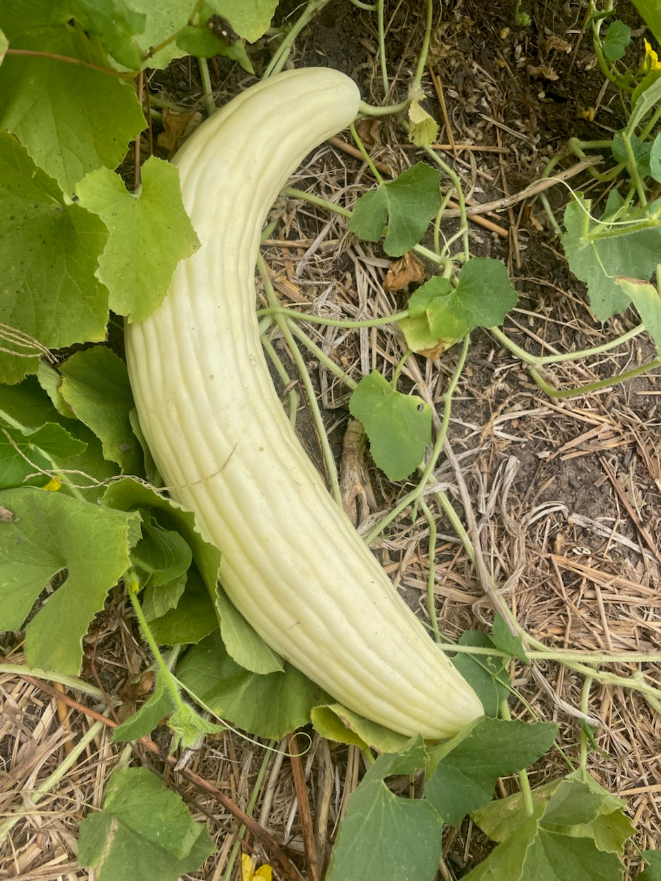 snake melon plant Ta'roozi' Snake Melon (Iraqi "Armenian Cucumber) – Experimental Farm Network Seed Store