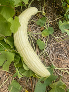 'Ta'roozi' Snake Melon (Iraqi "Armenian Cucumber)