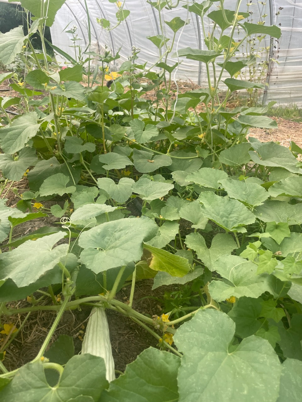 snake melon plant Ta'roozi' Snake Melon (Iraqi "Armenian Cucumber) – Experimental Farm Network Seed Store