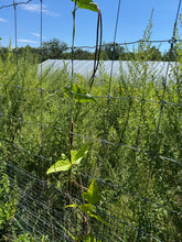 'Hung' Long Bean (China)