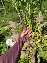 'Hung' Long Bean (China)