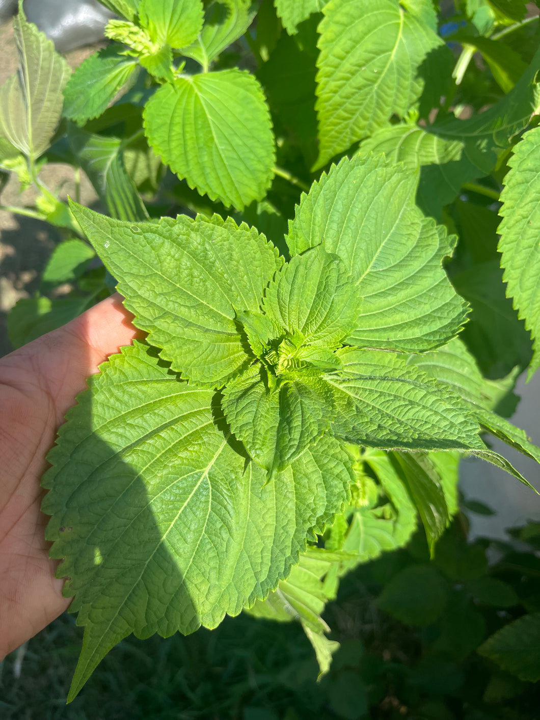 'Virginia Beach Feral' Shiso (Perilla)