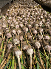 'Bloodnick's Carpathian' Hardneck Seed Garlic