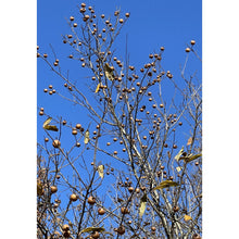 'Walters' Medlar