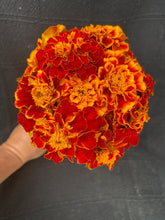 'Queen Sophia' Marigold