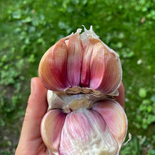 'Bloodnick's Carpathian' Hardneck Seed Garlic