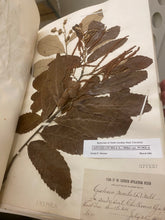 Clements Nursery Allegheny Chinquapin Chestnut Seeds