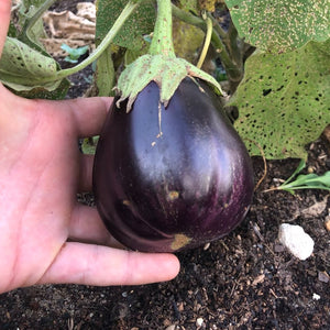 'Tonda di Manfredonia' Eggplant