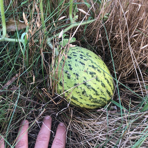 'Obi-Novot' Melon