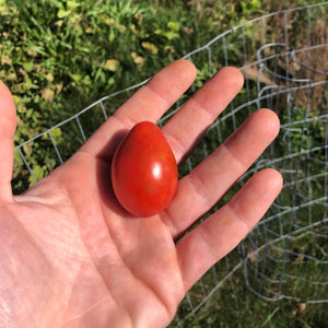 'Bukovinskij' Tomato