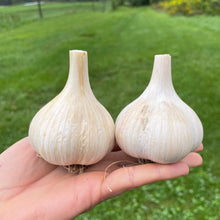 'Bloodnick's Carpathian' Hardneck Seed Garlic