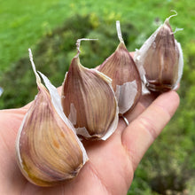 'Bloodnick's Carpathian' Hardneck Seed Garlic