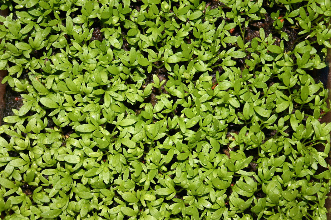 'Persian Broadleaf' Shahi (Garden Cress)