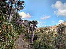 Dragon's Blood Tree (Canary Islands)