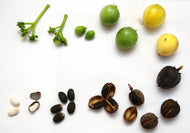 Physic Nut (Barbados Nut)