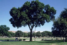 'Princeton' American Elm