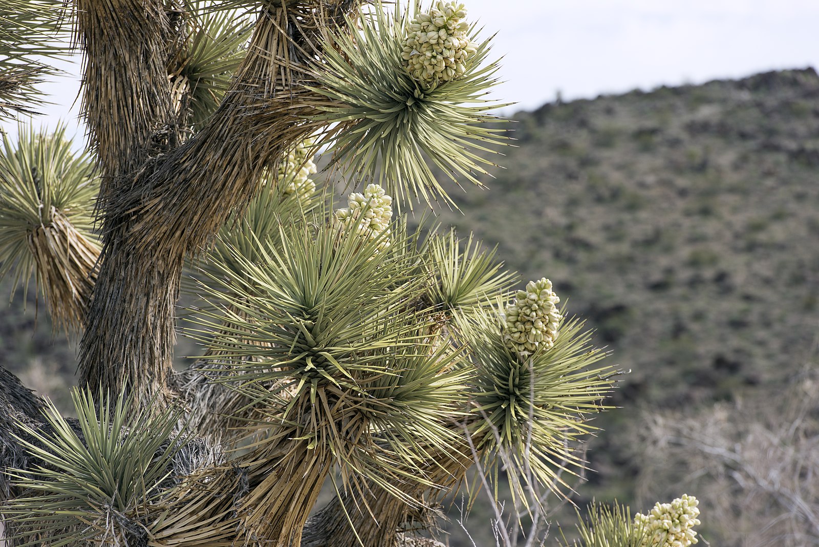 Joshua Tree – Experimental Farm Network Seed Store