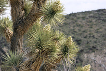 Joshua Tree