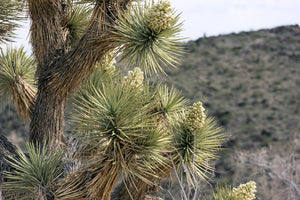 Joshua Tree